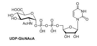 UDP-N-乙酰基-D葡萄糖氨酸(UDP-GlcNAcA)