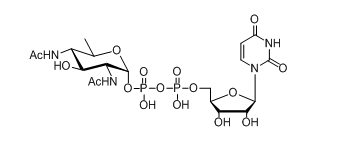 UDP-diBAcNAc,UDP-4n-D-FucNAc的结构式