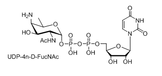 UDP-diBAcNAc,UDP-4n-D-FucNAc的结构式