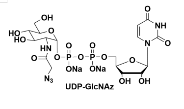 UDP-GlcNAz(Uridine 5’-diphopho-N-acetylazidoglucosamine disodium salt)