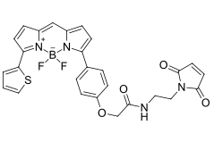 BDP TR maleimide|BODIPY类氟化硼二吡咯类荧光染料的激发波长