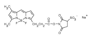 BODIPY FL Sulfonated Succinimidyl Ester的结构式和描述|新品上市