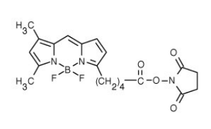 BODIPY FL-C5 NHS 酯（琥珀酰亚胺酯）|EverFluor FL-C5 NHS酯（琥珀酰亚胺酯）