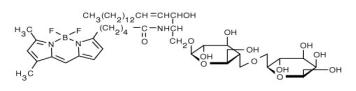 鸟苷 5&#039;-三磷酸，BODIPY FL 2&#039;-（或-3&#039;）-O-（N-（2-氨乙基）尿烷），三钠盐 (BODIPY FL GTP)