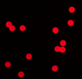 红色荧光聚苯乙烯微球100nm，红色PS微球，聚苯乙烯荧光微球-红色 绿色 橙色 蓝色可定制