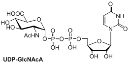 UDP-GlcNAcA，UDP-N-乙酰基-D葡萄糖氨酸 ，UDP糖（）