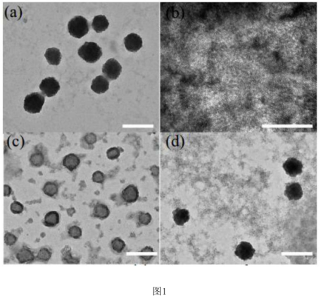 生物素修饰红细胞膜包裹介孔二氧化硅负载药物(Bio-RBCm@MSN-DOX)一种具有靶向长循环的多级仿生纳米物载体