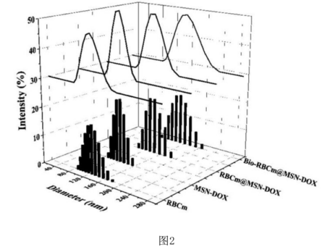 生物素修饰红细胞膜包裹介孔二氧化硅负载药物(Bio-RBCm@MSN-DOX)一种具有靶向长循环的多级仿生纳米物载体