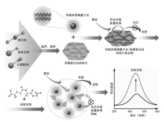 锌掺杂黑磷量子点(Zn-BPQDs)具有优异的胶体和荧光稳定性(含制备方法)供应