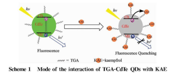 巯基乙酸修饰碲化镉量子点(TGA-CdTe-QDs)粒径分布均匀,分散性好|供应
