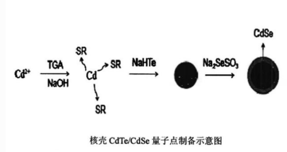 功能肽RGDC修饰CdSe/ZnS量子点的简述(含核壳型CdSe/ZnS量子点的定制产品目录)