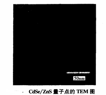 功能肽RGDC修饰CdSe/ZnS量子点的简述(含核壳型CdSe/ZnS量子点的定制产品目录)