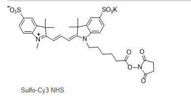 CAS:1424150-38-8 | Sulfo-Cyhaiine3 NHS ester | 磺化Cy3-NHS 活化酯的结构式，激发与发射波长，溶解度