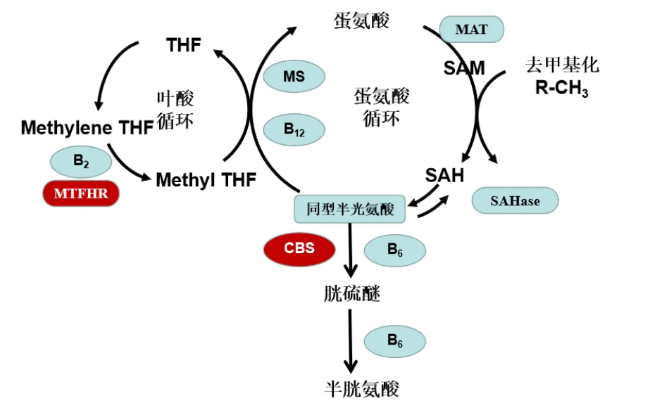 TAT-半胱氨酸 (TAT-Cys)，多肽序列可定制