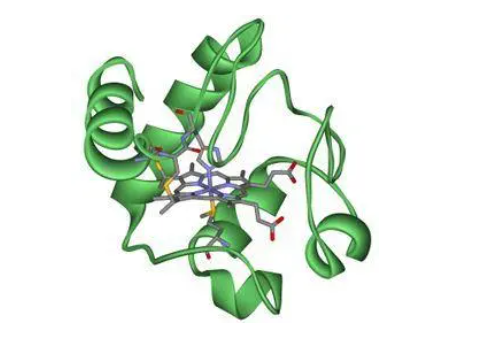 Cytochrome C Antibody, FITC|荧光标记细胞色素C|Cytochrome C