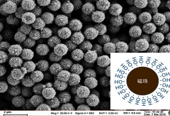 免疫磁珠|链霉亲和素磁珠(免疫捕捉、纯化) 100~500nm