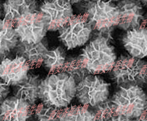 DNAnhaioflower DNAnhaioflower,DNA纳米花可递送药物的电镜图谱|供应