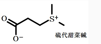 DMSP硫代甜菜碱; 二甲基硫丙酸; β二甲基巯基丙酸内盐