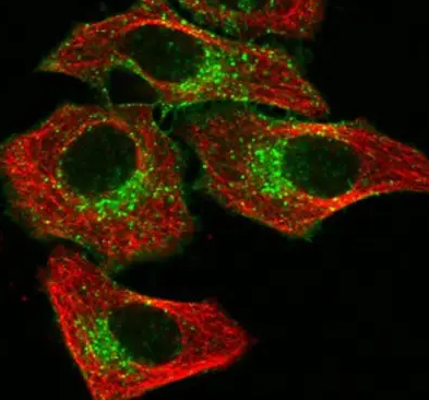 Cy3标记链霉亲和素 Cy3-conjugated Streptavidin