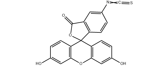 3326-32-7 TRITC–dextrhai conjugate|四甲基异硫氰酸罗丹明-葡聚糖共轭物的应用以及相关产品