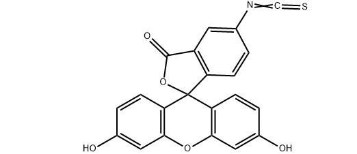 TRITC–dextrhai conjugate|四甲基异硫氰酸罗丹明-葡聚糖共轭物的应用以及相关产品