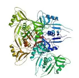 生物素化双孢蘑菇凝集素(ABL);Biotin-ABL，Biotinylated Agaricus Bisporus Lectin (ABL)