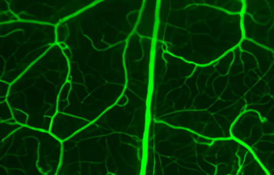 胶原蛋白-荧光素(FITC)缀合物| Collagen-Fluorescein | FITC标记的I型胶原蛋白 | 荧光素标记修饰胶原蛋白