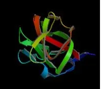 LCA;未结合小扁豆凝集素(LCA)，Unconjugated Lens Culinaris Agglutinin (LCA)