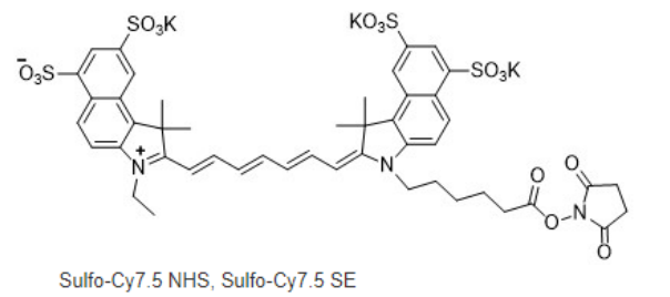 Sulfo-Cy7.5 NHS ester | Sulfo-Cyhaiine7.5 NHS ester | 水溶性磺化Cy7.5-NHS 荧光染料的激发与发射波长以及保存温度