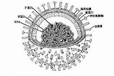 生物素Biotin标记植物血球凝集素P(PHA-P) |  Biotin-Phytohaemagglutinin P|生物素Biotin修饰植物血球凝集素P(PHA-P)