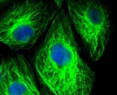 FITC-GNL;荧光素标记的雪花莲凝集素(GNL)，Fluorescein labeled Galhaithus Nivalis Lectin (GNL)