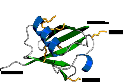 Cy3标记泛素|Cy3-Ubiquitin|菁染料Cy3标记泛素|Ubiquitin-cy3