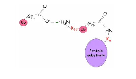 生物素Biotin标记泛素|Biotin-Ubiquitin|生物素Biotin标记泛素 |生物素标记泛素偶联物