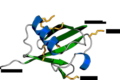 HRP标记泛素  | HRP-Ubiquitin|Ubiquitin(泛素)-HRP(辣根过氧化物酶标记抗体)|Ubiquitin-HRP