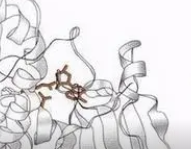 FITC标记蓖麻毒素| Ricin Toxin-FITC|Ricin Toxin-FITC Conjugate|荧光素标记蓖麻毒素偶联物