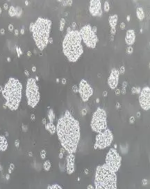 FITC-DSL;荧光素标记曼陀罗凝集素(DSL)，Fluorescein labeled Datura Stramonium Lectin (DSL)