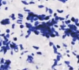 Agarose bound-PNA；琼脂糖结合花生凝集素(PNA)，Agarose Bound Pehaiut Agglutinin (PNA)