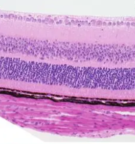 DyLight 488-LEL,TL;DyLight 488标记番茄凝集素(LEL,TL)，DyLight 488 Labeled Lycopersicon Esculentum (Tomato) Lectin (LEL, TL)