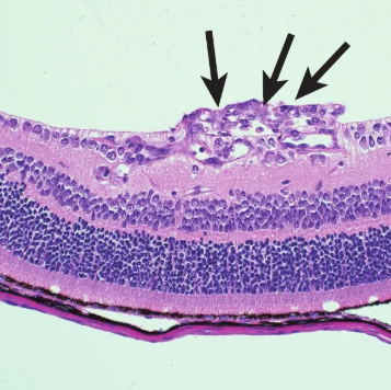 DyLight 594-LEL,TL;DyLight 594标记番茄凝集素(LEL,TL)，DyLight 594 labeled Lycopersicon Esculentum (Tomato) Lectin (LEL, TL)