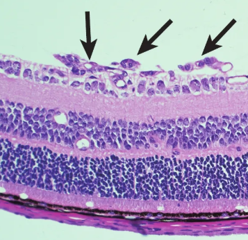 FITC-LEL,TL;荧光素标记番茄凝集素(LEL,TL)，Fluorescein labeled Lycopersicon Esculentum (Tomato) Lectin (LEL, TL)