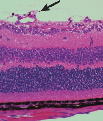 LEL,TL;番茄凝集素(LEL,TL)，Unconjugated Lycopersicon Esculentum (Tomato) Lectin (LEL, TL)