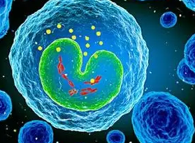 Biotin-LTL;生物素化翅荚百脉根凝集素(LTL)，Biotinylated Lotus Tetragonolobus Lectin (LTL)