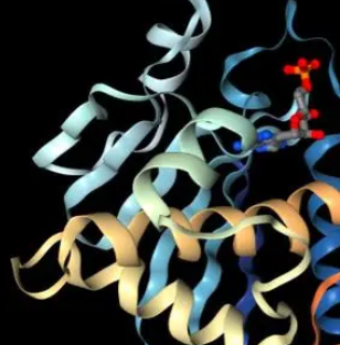 Biotin-LCA;生物素化小扁豆凝集素(LCA)，Biotinylated Lens Culinaris Agglutinin (LCA)