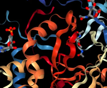 FITC-LCA;荧光素标记小扁豆凝集素(LCA)，Fluorescein labeled Lens Culinaris Agglutinin (LCA)