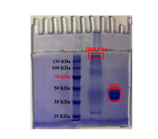 HRP-PNA，辣根过氧化物酶标记花生凝集素