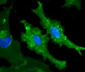 过氧化物酶-WGA;过氧化物酶结合麦胚凝集素(WGA)，Peroxidase conjugated Wheat Germ Agglutinin (WGA)