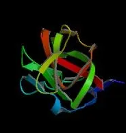 FITC-VVL,VVA;荧光素标记的长柔毛野豌豆外源凝集素(VVL,VVA)，Fluorescein labeled Vicia Villosa Lectin (VVL, VVA)