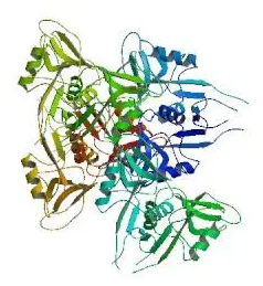 Biotin-STL,PL;生物素化马铃薯凝集素(STL,PL)，Biotinylated Solhaium Tuberosum (Potato) Lectin (STL, PL)