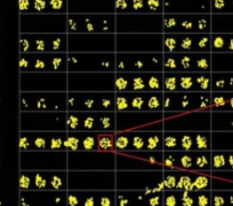 CY5-SNA,EBL;Cy5标记的黑接骨木凝集素(SNA,EBL)，Cy5 labeled Sambucus Nigra Lectin (SNA, EBL)