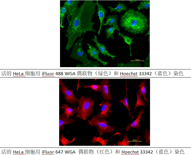 罗丹明-WGA 罗丹明标记的麦胚凝集素（Wheat Germ Agglutinin，WGA）